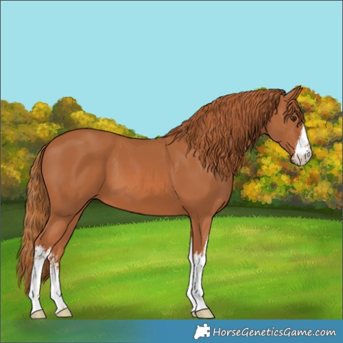 Horse Color:White Spotted Chestnut