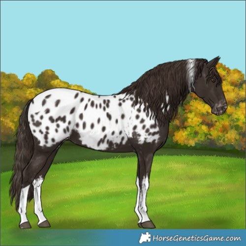 Horse Color:White Spotted Liver Chestnut Tobiano Near Leopard