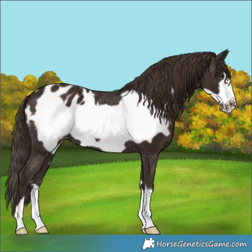 Horse Color:Liver Chestnut Frame Appaloosa 