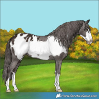 Horse Color:Liver Chestnut Frame Appaloosa 