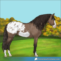 Horse Color:Liver Red Dun Frame Appaloosa