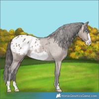 Horse Color:Liver Red Dun Frame Blanket 