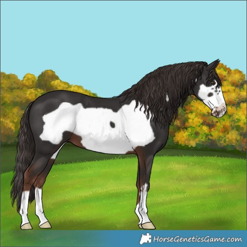 Horse Color:Liver Chestnut Frame 