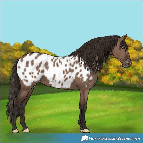 Horse Color:Liver Red Dun Appaloosa 