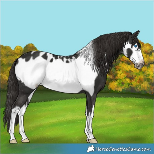 Horse Color:White Spotted Liver Chestnut Frame Appaloosa