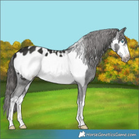 Horse Color:White Spotted Liver Chestnut Frame Blanket
