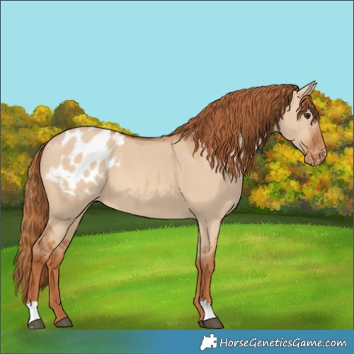 Horse Color:Red Dun Appaloosa