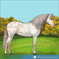 Horse Color:Red Dun Blanket 
