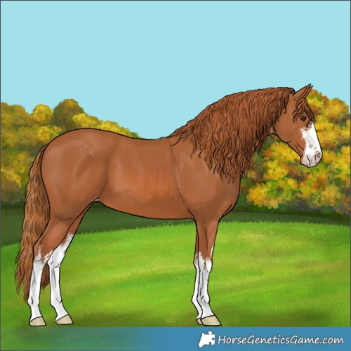 Horse Color:White Spotted Chestnut Appaloosa 