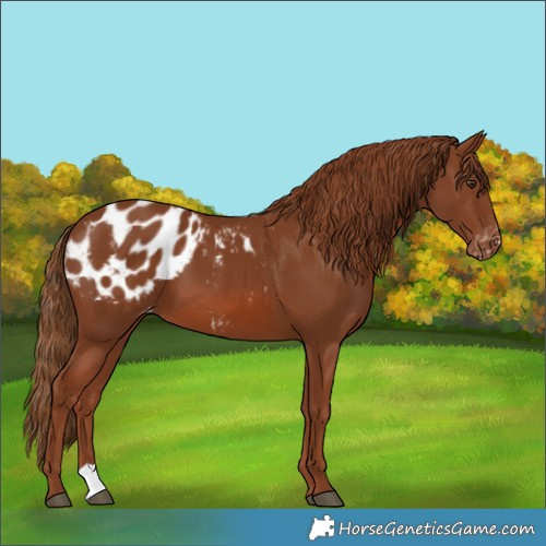 Horse Color:Chestnut Appaloosa 