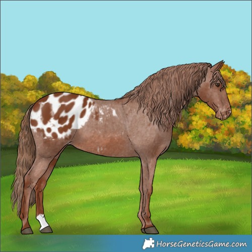 Horse Color:Chestnut Appaloosa