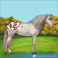 Horse Color:Chestnut Blanket