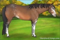 Horse Color:Buckskin Sabino