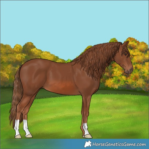 Horse Color:Chestnut 