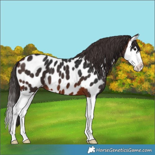 Horse Color:Brown Splash Appaloosa 