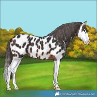 Horse Color:Brown Splash Near Leopard 