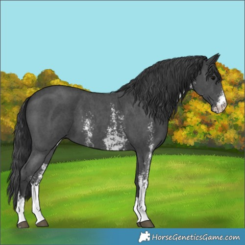 Horse Color:Black Sabino