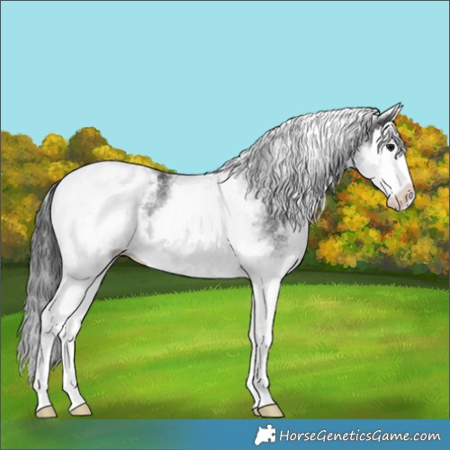 Horse Color:White Spotted Black Splash Appaloosa 