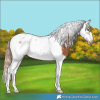 Horse Color:Chestnut Splash Tobiano Frame 