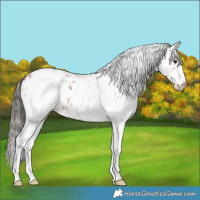 Horse Color:White Spotted Bay Splash Leopard 