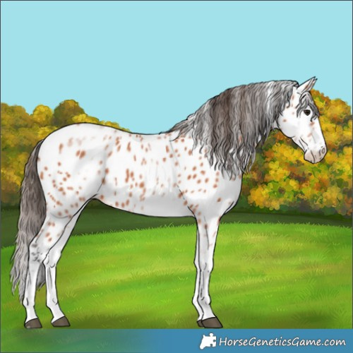 Horse Color:White Spotted Bay Splash Appaloosa 
