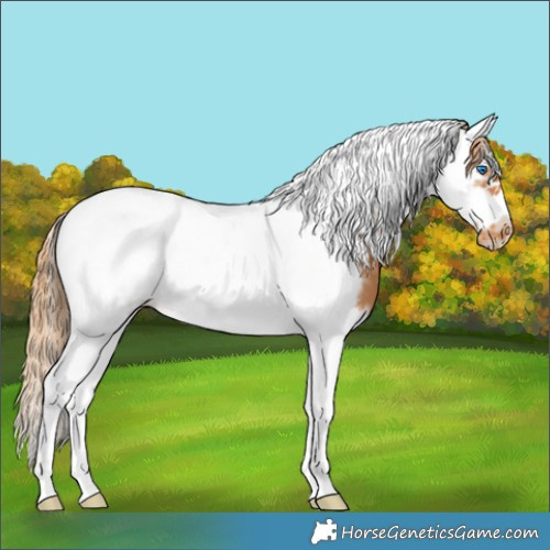 Horse Color:Chestnut Splash Tobiano Frame Appaloosa