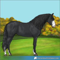 Horse Color:Black Sabino 