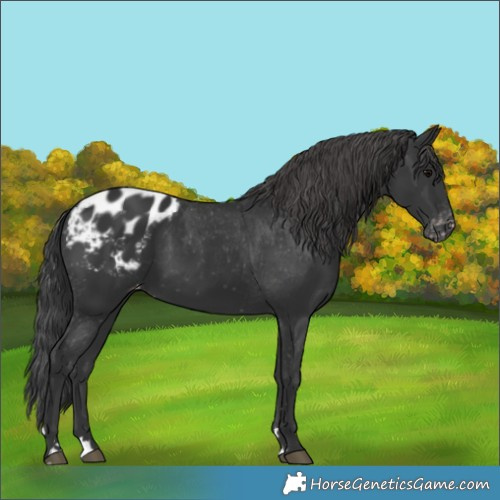 Horse Color:Black Appaloosa 