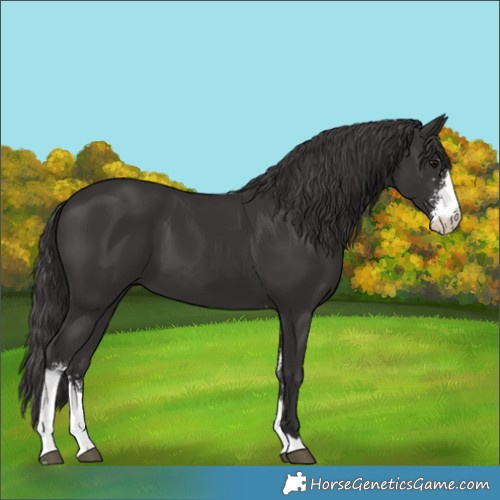 Horse Color:Smoky Black Sabino 