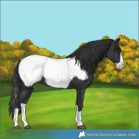 Horse Color:Black Splash Near Fewspot