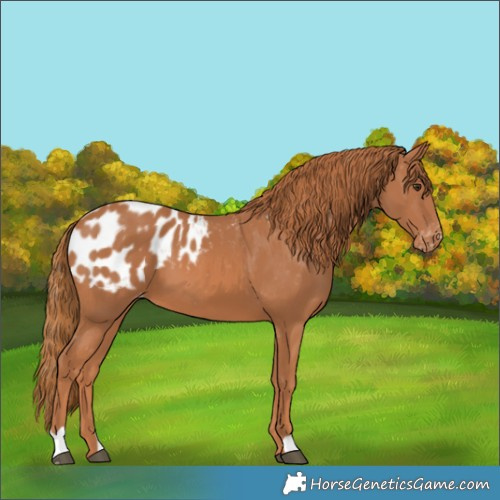 Horse Color:Chestnut Appaloosa
