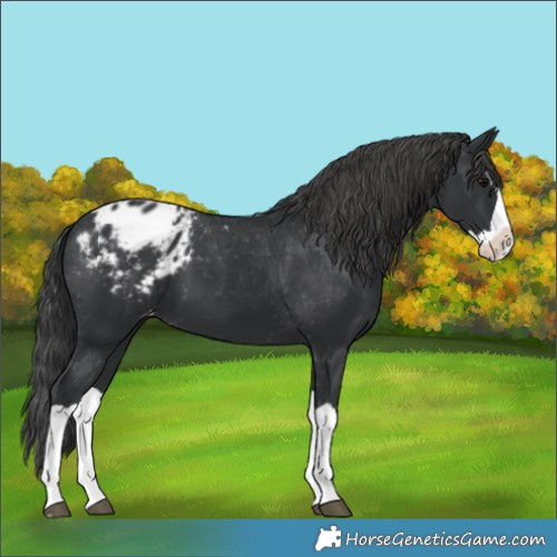 Horse Color:Black Splash Appaloosa 