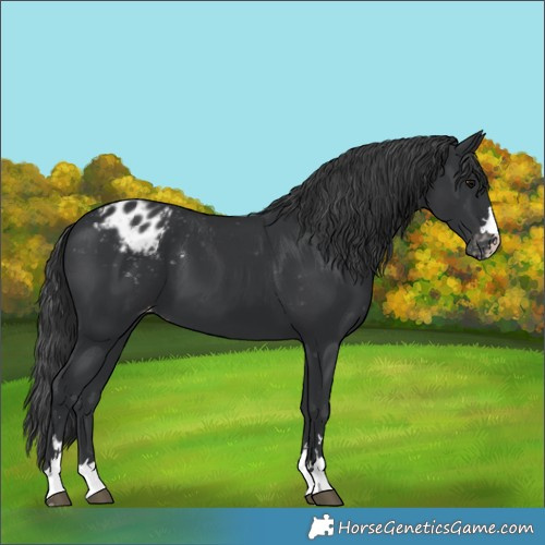 Horse Color:Black Appaloosa 