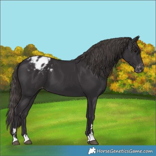 Horse Color:Smoky Black Appaloosa 