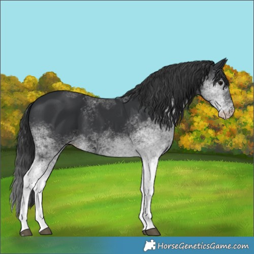 Horse Color:White Spotted Black 