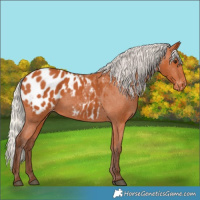 Horse Color:Silver Bay Blanket 