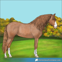 Horse Color:Chestnut Varnish Rabicano 
