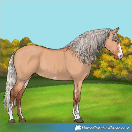 Horse Color:Silver Bay Dun Sabino Rabicano