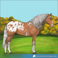 Horse Color:Silver Bay Sabino Blanket Rabicano 