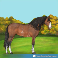 Horse Color:Bay Sabino 