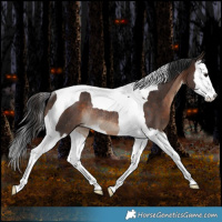 Horse Color:White Spotted Brown Splash Tobiano Rabicano