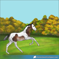 Horse Color:White Spotted Brown Splash Tobiano Rabicano 