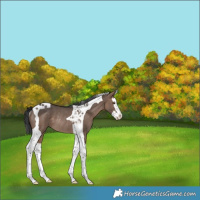Horse Color:Bay Dun Splash Tobiano Rabicano 