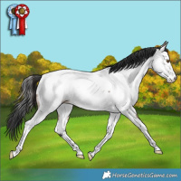 Horse Color:White Spotted Brown Dun Tobiano Appaloosa Rabicano