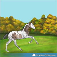 Horse Color:White Spotted Brown Dun Splash Tobiano Appaloosa Rabicano