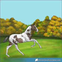 Horse Color:White Spotted Bay Dun Splash Tobiano Rabicano 