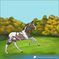 Horse Color:White Spotted Bay Dun Splash Tobiano Blanket Rabicano 