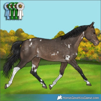 Horse Color:White Spotted Brown Dun Tobiano Varnish Rabicano 