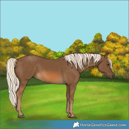 Horse Color:Chocolate Palomino