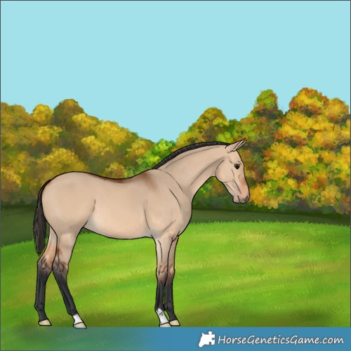 Horse Color:Bay Dun 
